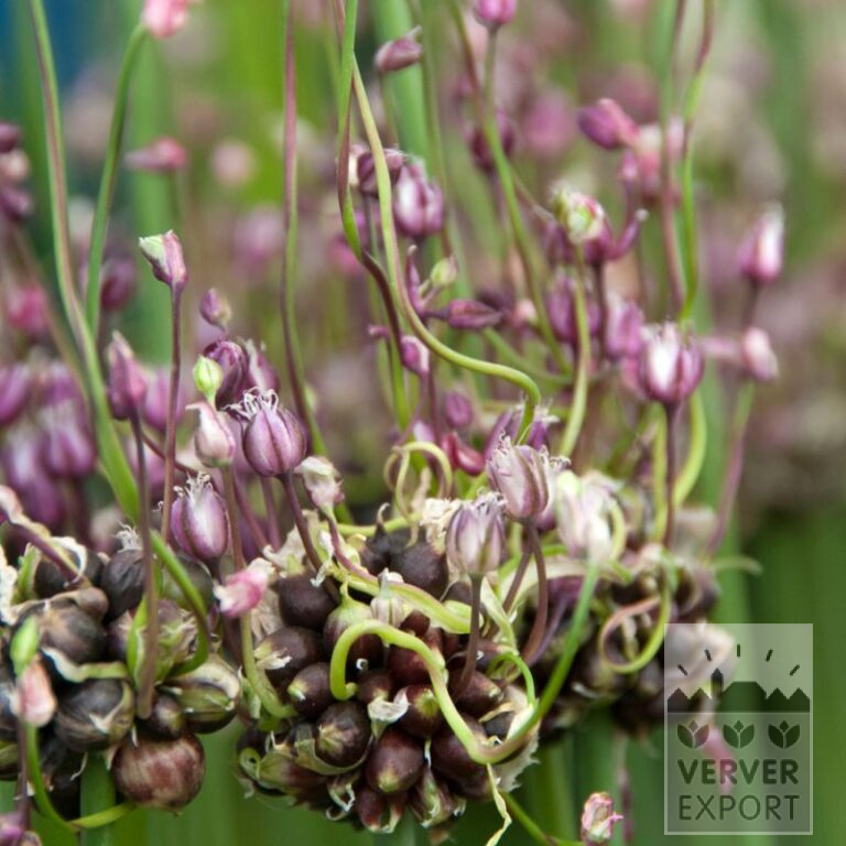 Allium scorodoprasum 'Art' (16209)
