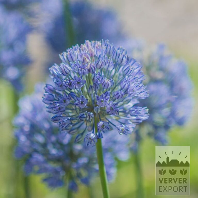 Allium caesium (16210)