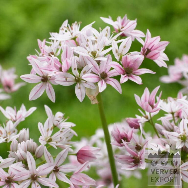 Allium 'Cameleon' (16211)