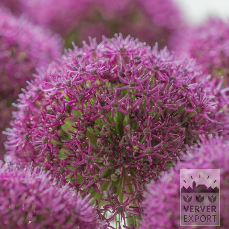 Allium 'Ostara' (16213)