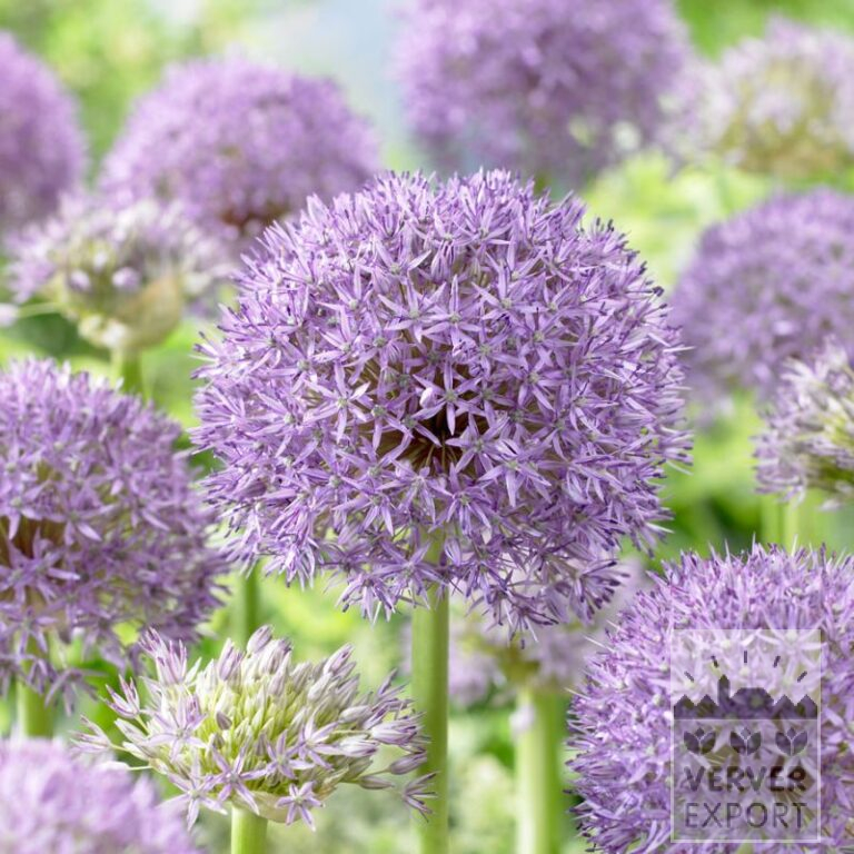 Allium 'Pinball Wizzard' (16214)