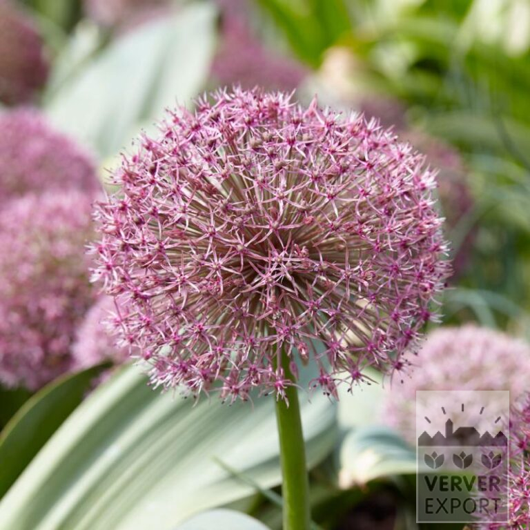 Allium karataviense 'Red Giant' (16215)