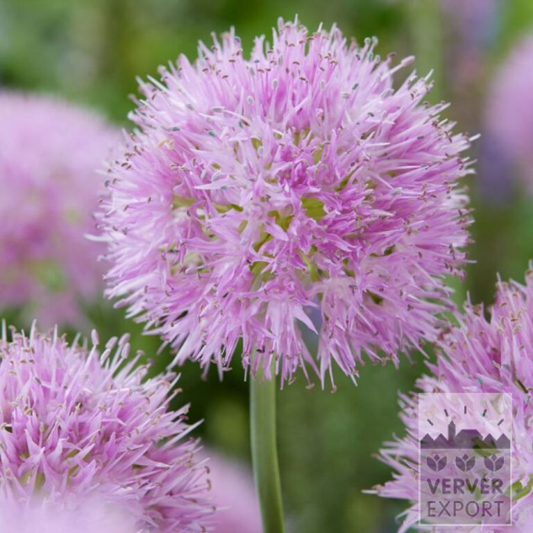 Allium carolinianum 'Rosy Dream' (16217)