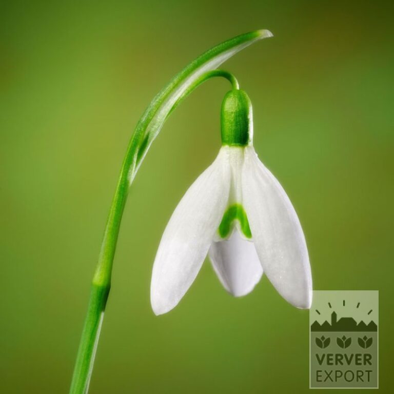 Galanthus nivalis 'S. Arnott' (16219)