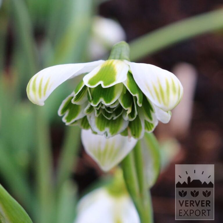 Galanthus plicatus 'Jaquenetta' (16221)
