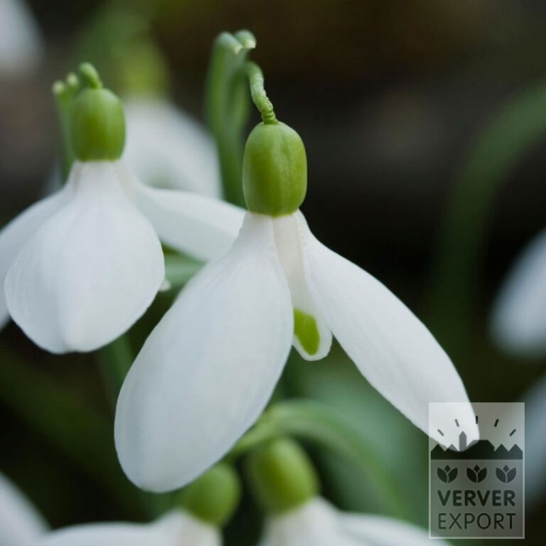 Galanthus woronowii (16222)