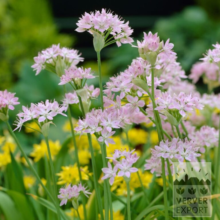 Allium unifolium (16223)