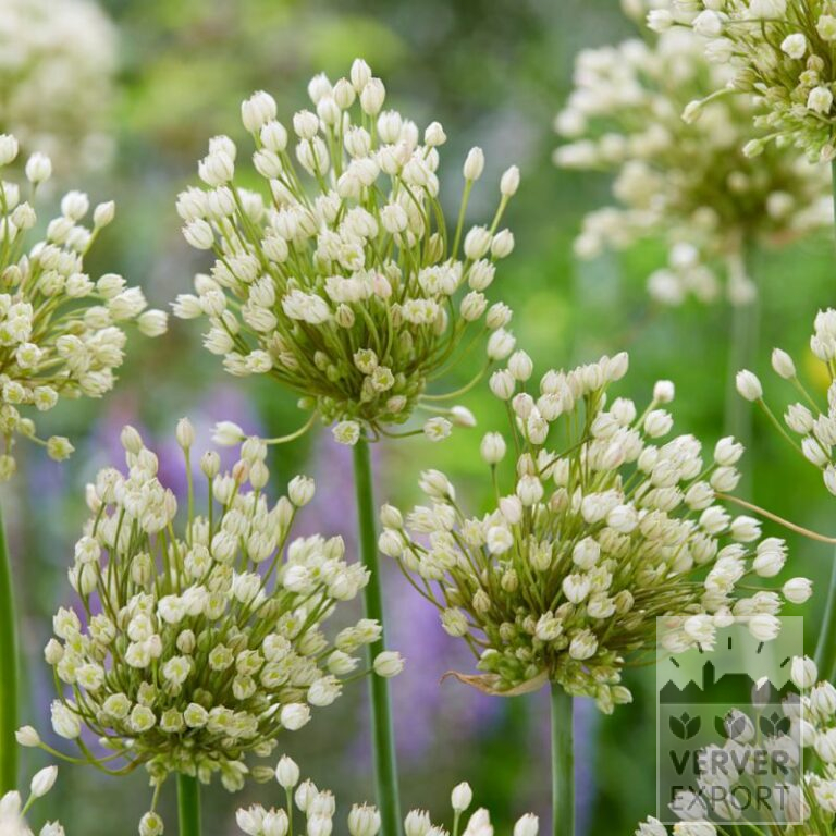 Allium convallarioides wit (16225)