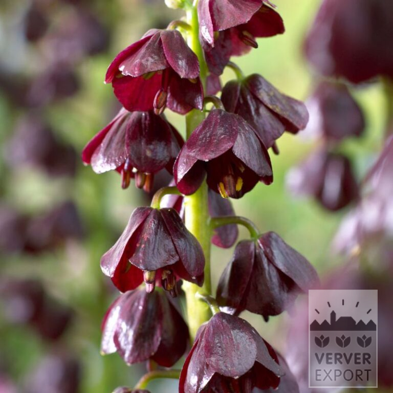 Fritillaria persica 'Purple Dynamite' (16230)