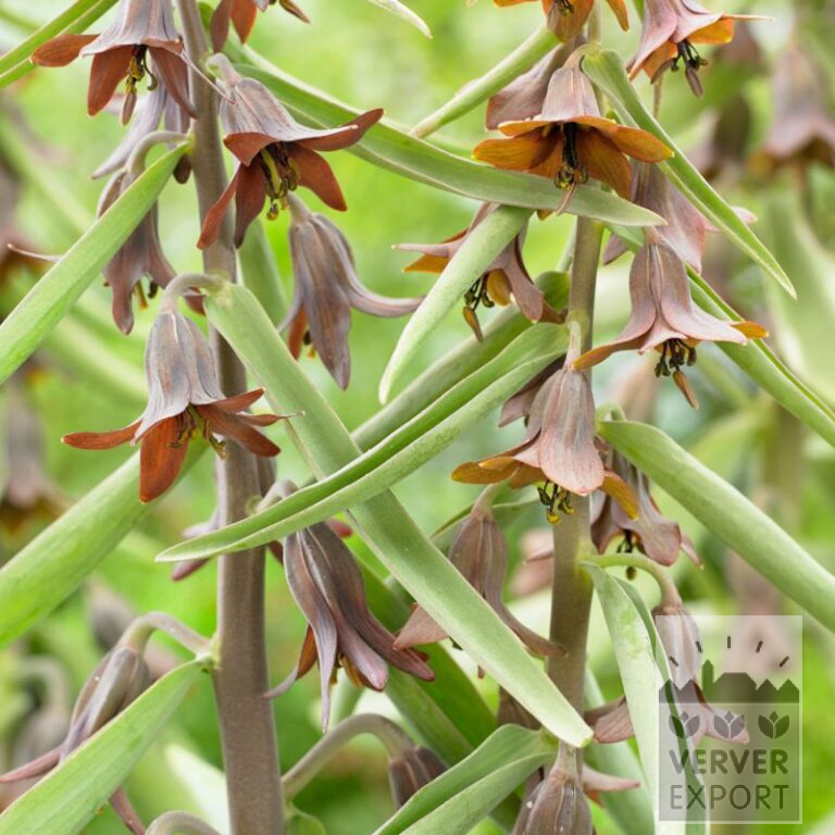 Fritillaria sewerzowii (16231)