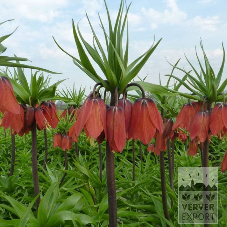 Fritillaria 'Red Beauty' (16232)