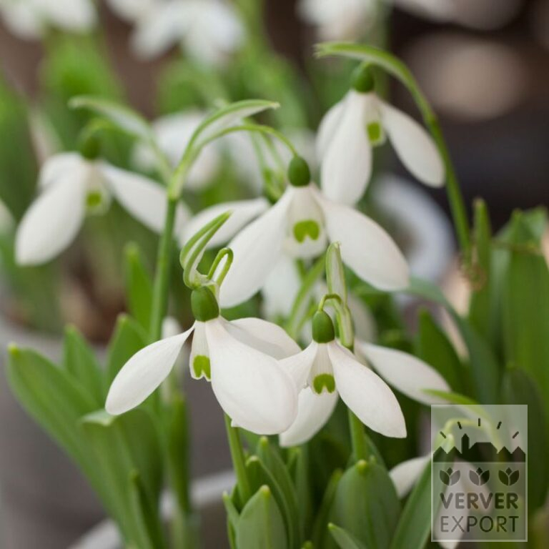Galanthus elwesii 'Mount Everest' (16233)