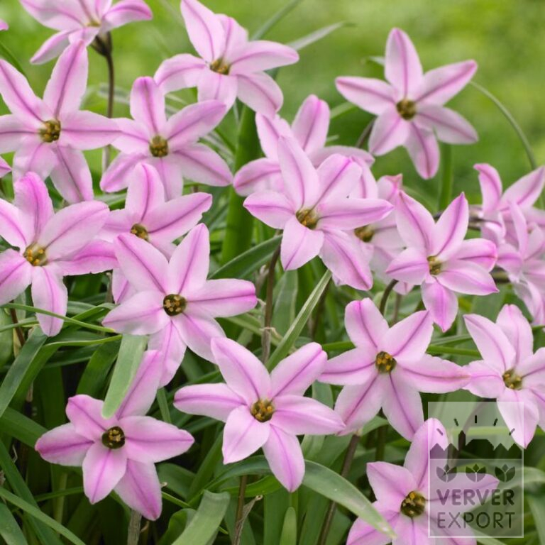 Ipheion uniflorum 'Charlotte Bishop' (16234)