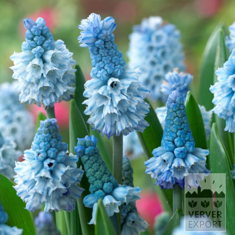 Muscari azureum (16235)