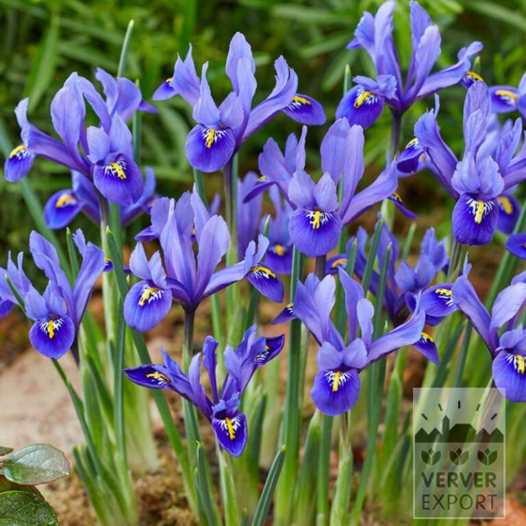 Botanische Iris reticulata 'Harmony' (16237)