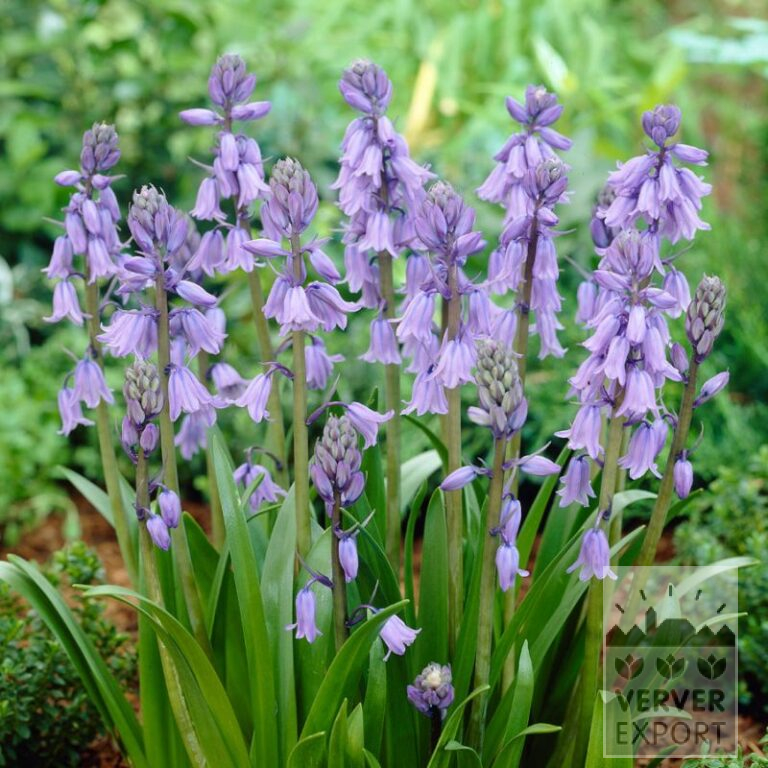 Biologische bollen bio Hyacinthoides hispanica blauw (16602)