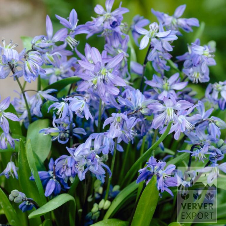 Biologische bollen bio Scilla siberica (16603)
