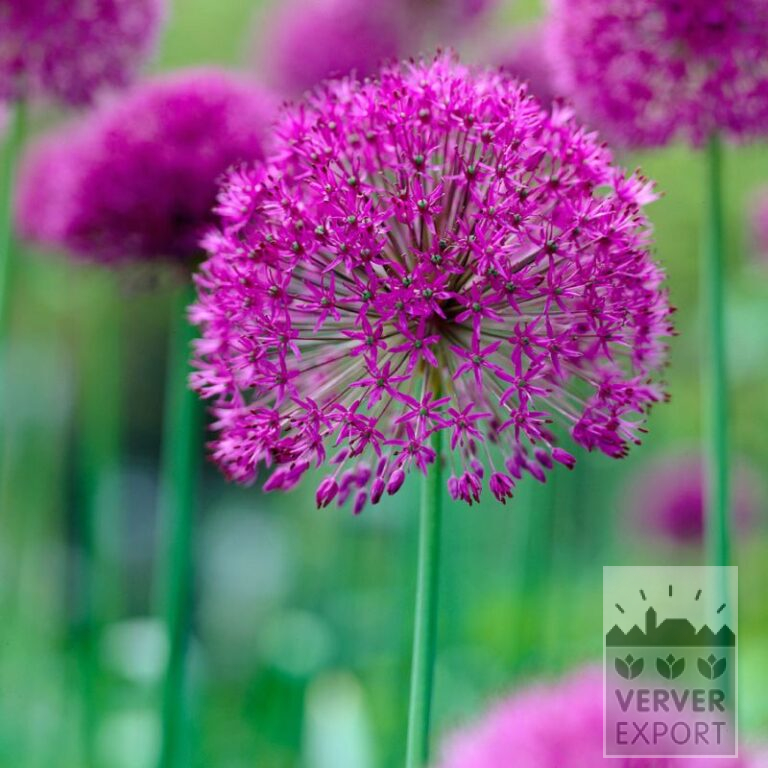 Biologische bollen bio A: aflatunense 'Purple Sensation' (16604)