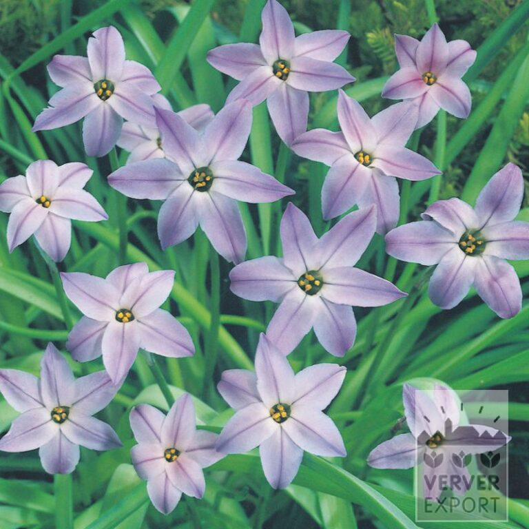 Biologische bollen bio Ipheion uniflorum (16606)