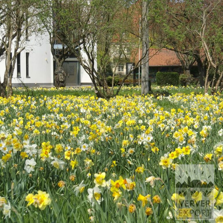 Kits 'Kit Narcisses' © (17003)