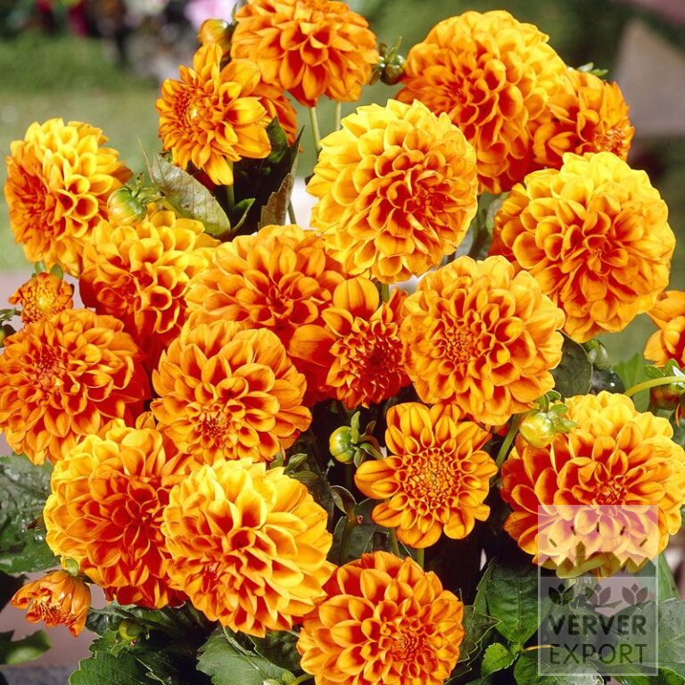 Dahlia 'Arizona' (22000)