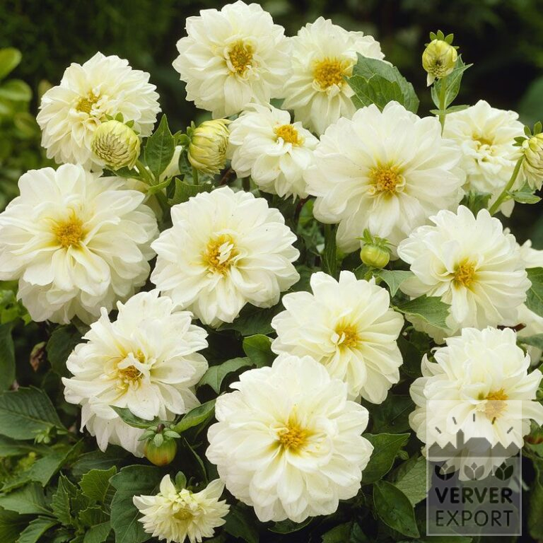Dahlia 'Colorado' (22003)
