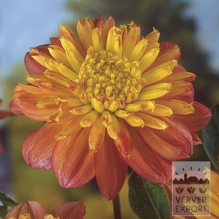 Dahlia 'Honey' (22010)