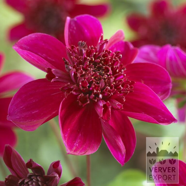 Dahlia 'Purpinka' (22011)