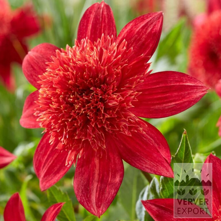 Dahlia 'Jive' (22015)