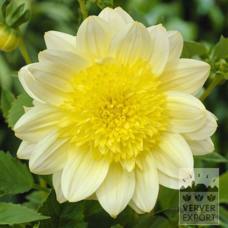 Dahlia 'Paso Doble' (22016)
