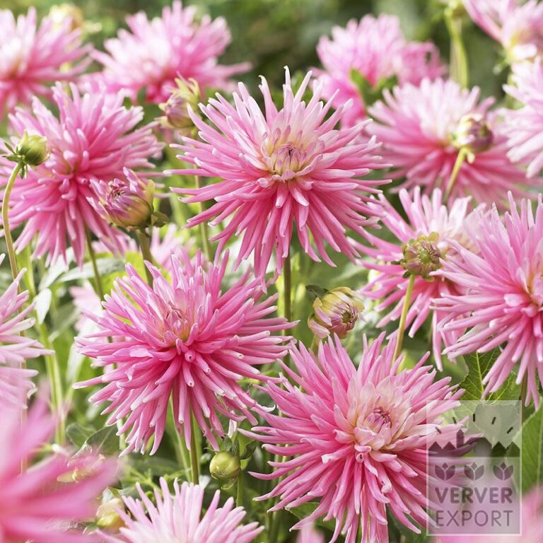 Dahlia 'Park Princess' (22022)