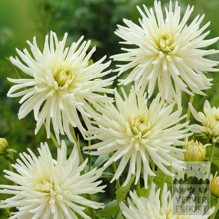 Dahlia 'Playa Blanca' (22023)