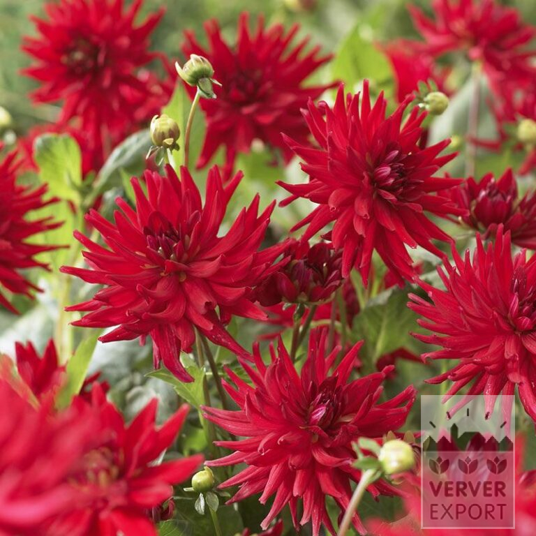 Dahlia 'Red Pigmy' (22024)