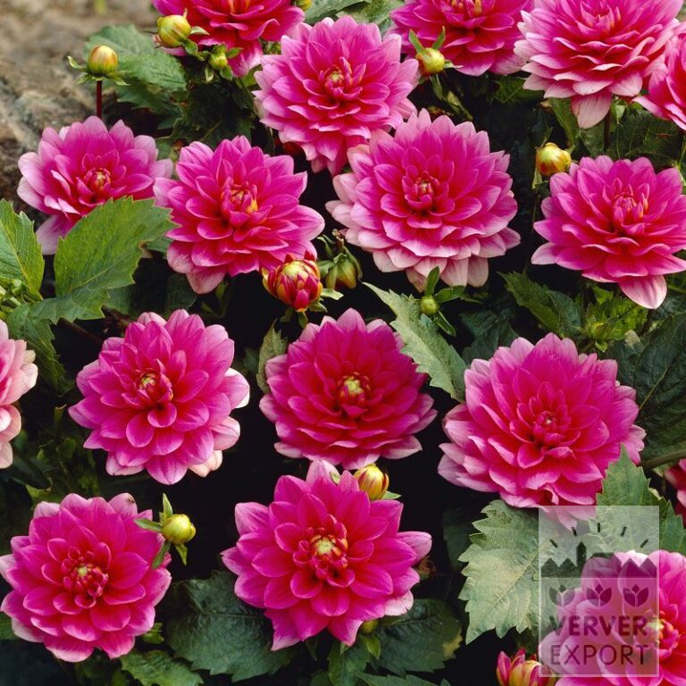 Dahlia 'Bluesette' (22027)