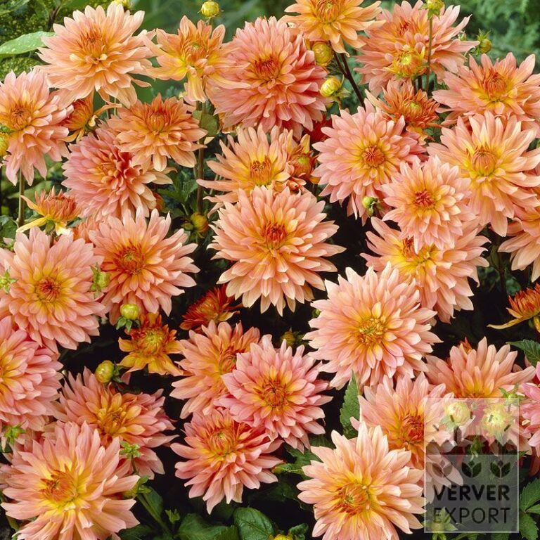 Dahlia 'Extase' (22029)