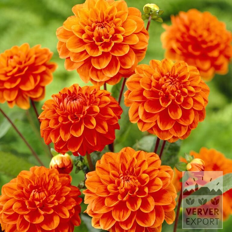 Dahlia 'Orange Nugget' (22032)