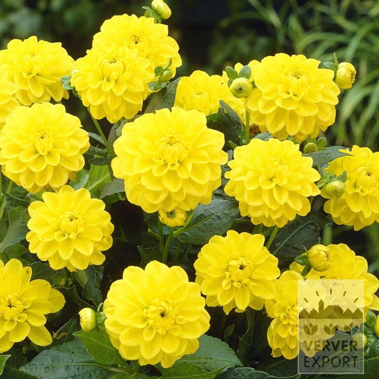 Dahlia 'Sisa' (22035)