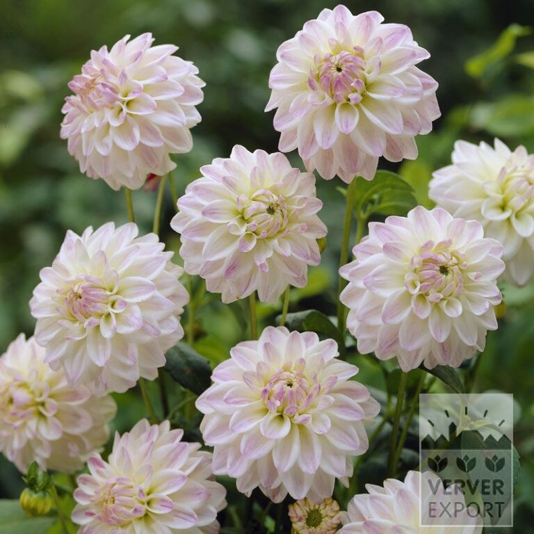 Dahlia 'Wittem' (22038)