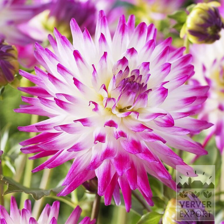 Dahlia 'Hayley Jane' (22043)