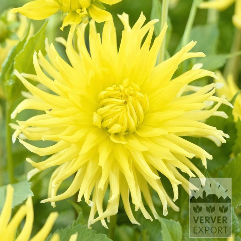Dahlia 'Kennemerland' (22045)