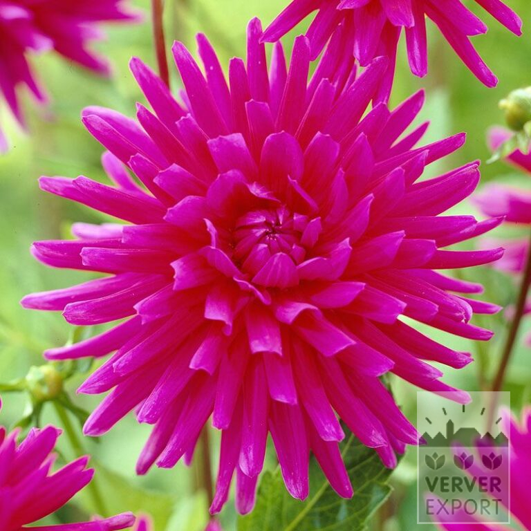 Dahlia 'Purple Gem' (22051)