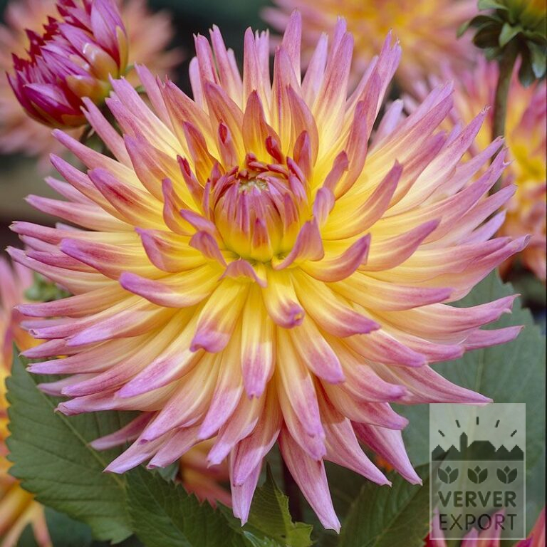 Dahlia 'Sangria' (22053)