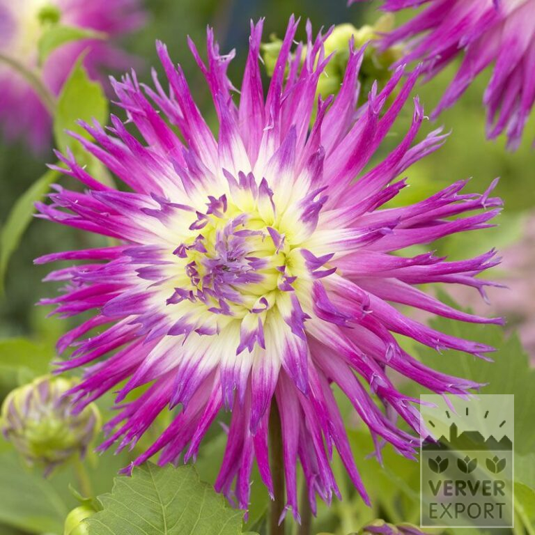 Dahlia 'Veritable' (22057)