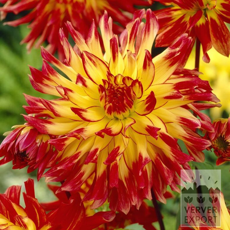 Dahlia 'Vuurvogel' (22058)