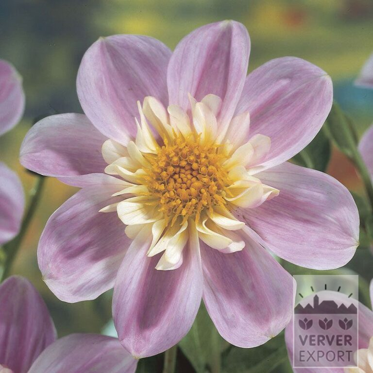 Dahlia 'Famosa' (22059)