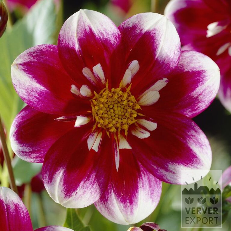 Dahlia 'Fabula' (22060)