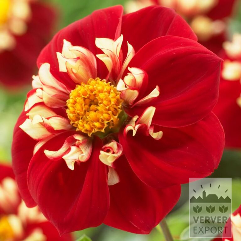 Dahlia 'Festivo' (22061)