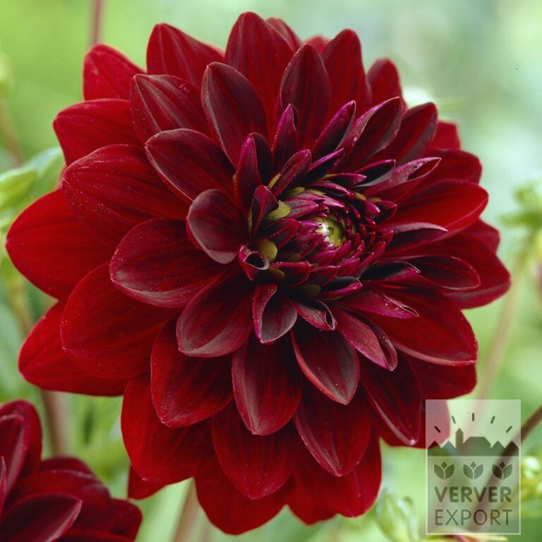 Dahlia 'Arabian Night' (22067)