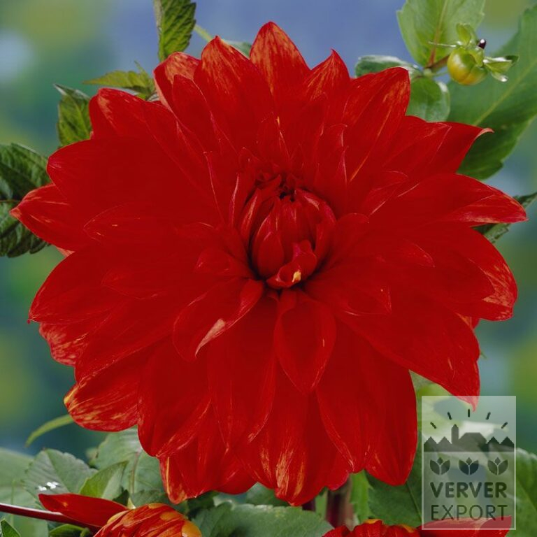 Dahlia 'Babylon' (22068)