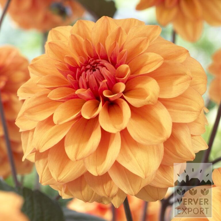 Dahlia 'David Howard' (22071)